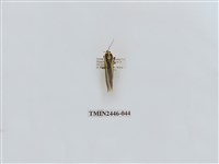 藏品(雙帶長苔蛾)的圖片